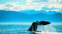ทัวร์นิวซีแลนด์ เที่ยวนิวซีแลนด์เกาะใต้ รถไฟสาย ทรานซ์อัลไพน์  ชมปลาวาฬที่ไคคูร่า 7 วัน